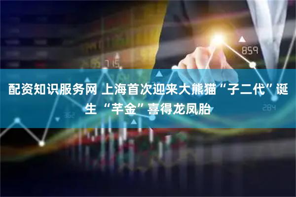 配资知识服务网 上海首次迎来大熊猫“子二代”诞生 “芊金”喜得龙凤胎